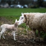 深入探讨乐百家娱乐的安全性与用户保障 vj0dwz3