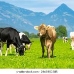 深入剖析鸿博赌博平台的经营模式与法律风险评估 x10wc1csm